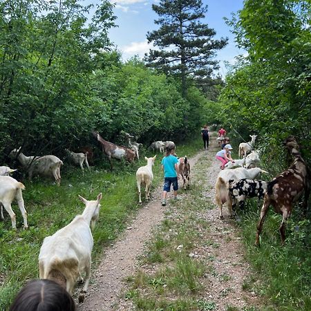 Tmbin'S Barn - Nature, Horses, Family Sežana Esterno foto