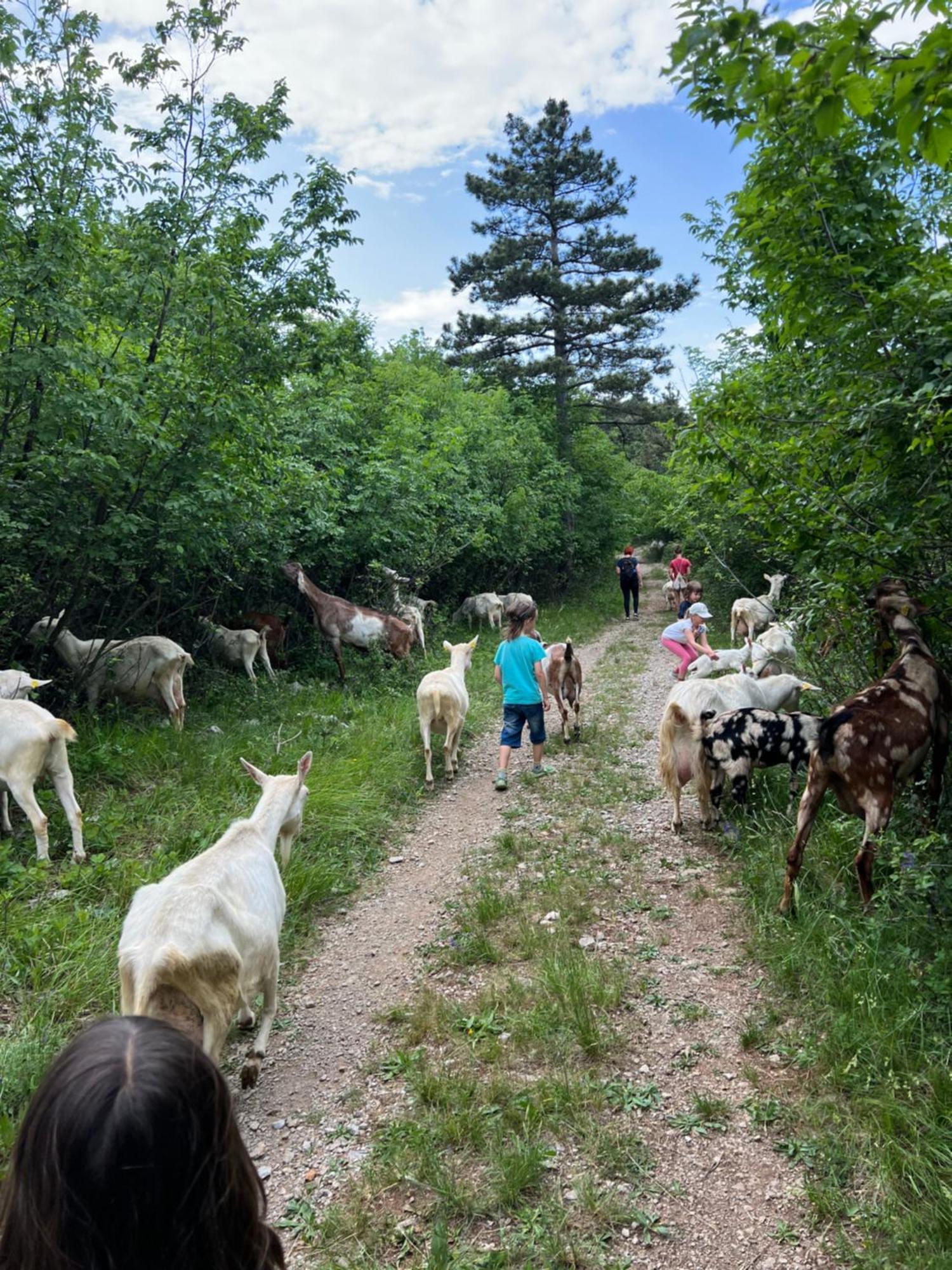 Tmbin'S Barn - Nature, Horses, Family Sežana Esterno foto